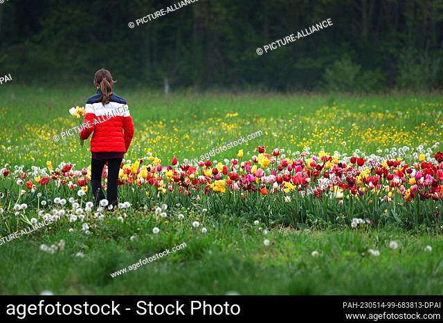 14 May 2023, Bavaria, Utting: Young woman picking flowers for Mother's Day in a tulip field. Photo: Karl-Josef Hildenbrand/dpa