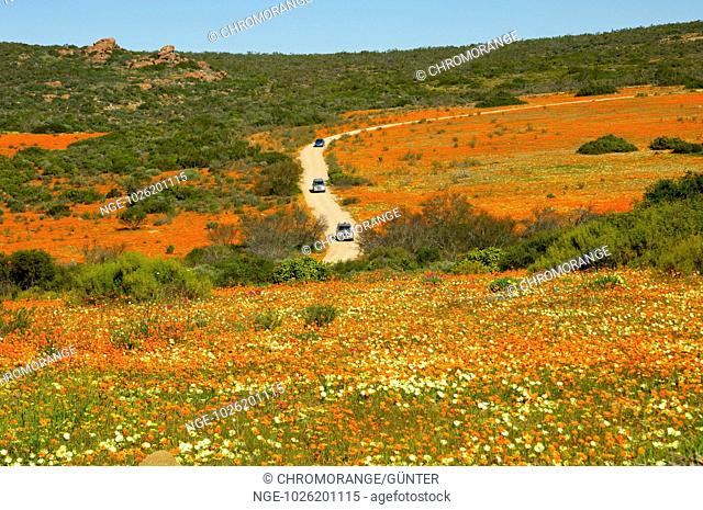 Cars driving through the Skilpad Wild Flower Reserve during the time of the spring flower display, Namaqualand, South Africa