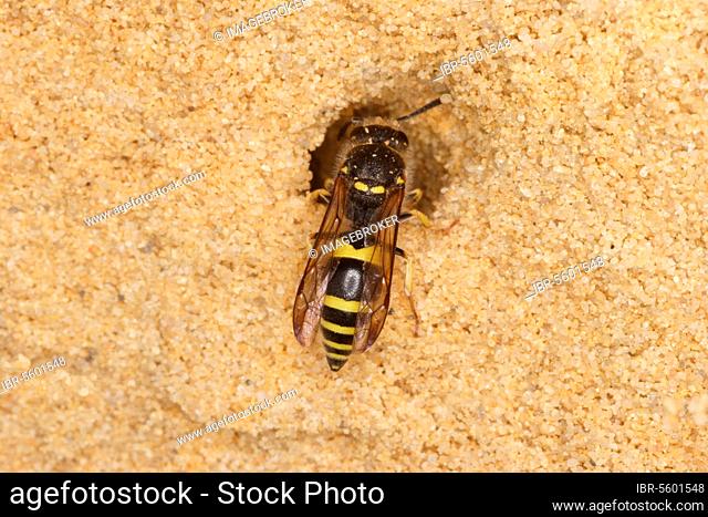 Clay Wasp, social wasp (Vespidae), Other animals, Insects, Animals, Mason Wasp (Ancistrocerus parietum) adult, burrowing in sandstone cliff, Studland