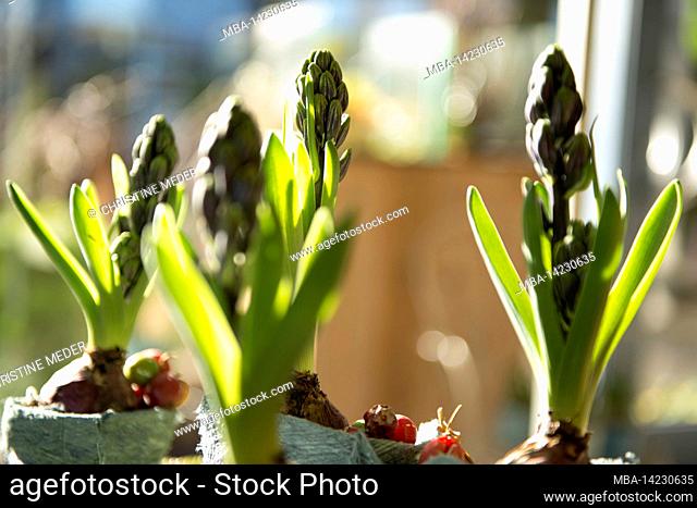 spring blossom, potted plant, hyacinth, decorative, spring