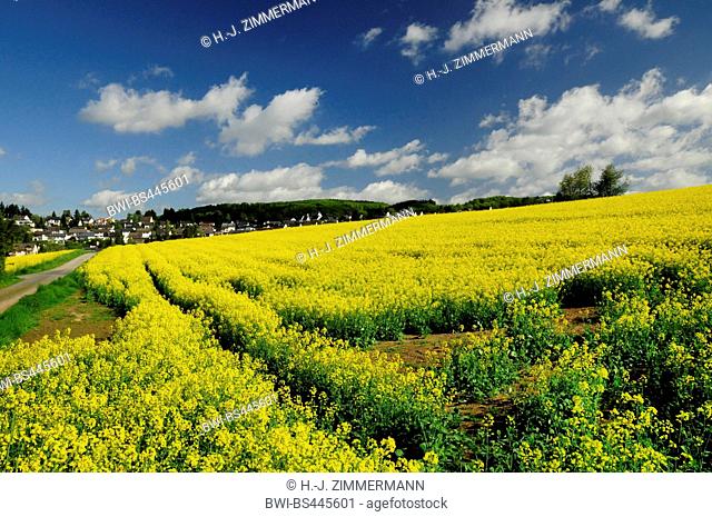 rape, turnip (Brassica napus), blooming rapefield, Germany, Rhineland-Palatinate