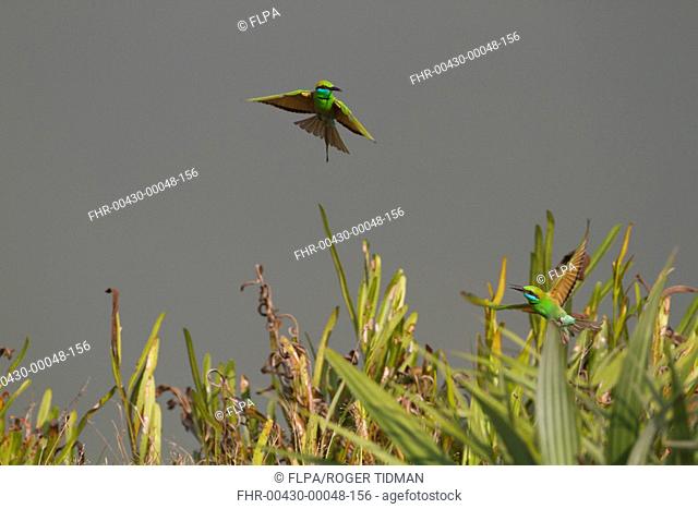 Little Green Bee-eater Merops orientalis two adults, in flight, Sundarbans, Ganges Delta, West Bengal, India