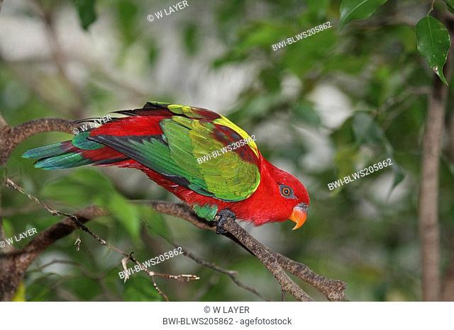 Australian king parrot Alisterus scapularis, sitting on a branch