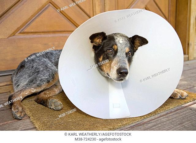 Blue Heeler dog with protective cone