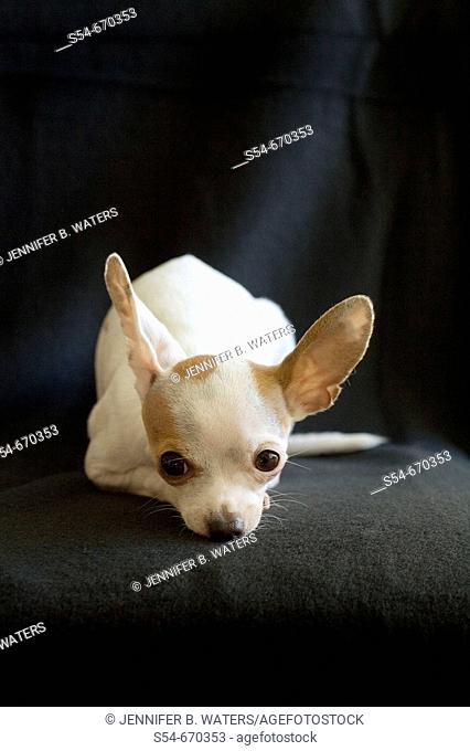 An adult female Chihuahua resting