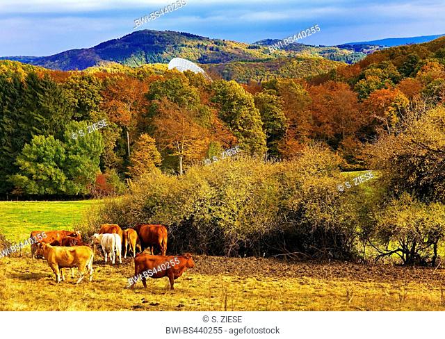 domestic cattle (Bos primigenius f. taurus), Ahr Hills in autumn with cattles and Effelsberg Radio Telescope, Germany, North Rhine-Westphalia, Bad Muenstereifel