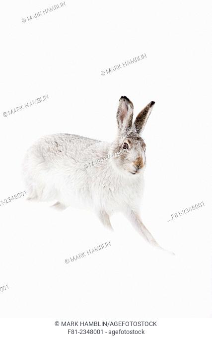 Mountain Hare (Lepus timidus) in white winter coat standing on snow