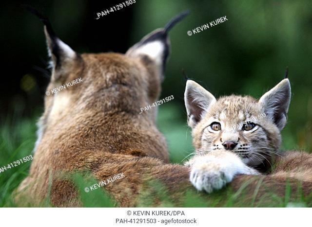 A young lynx (Lynx lynx) lies near its mother in its enclosure at the Granat Nature Wilderness Park in Haltern, Germany, 24 July 2013