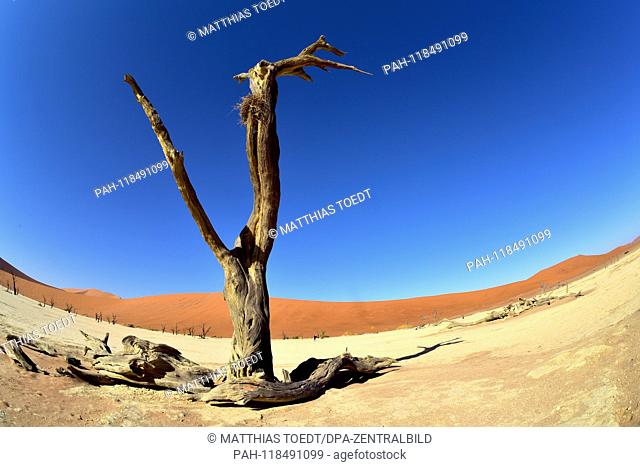 Dead remnants of an acacia tree in Dead Vlei, taken on 01.03.2019. The Dead Vlei is a dry, surrounded by tall dune clay pan with numerous dead acacia trees in...