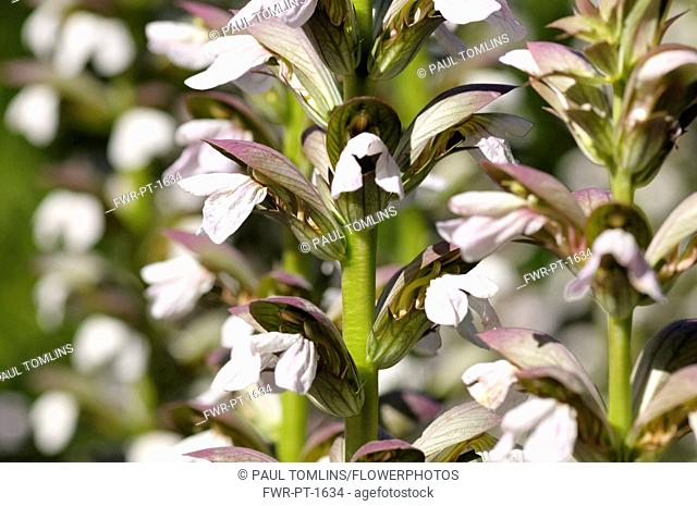 Bear's Breeches, Acanthus mollis, Many white flowers growing outdoor.-