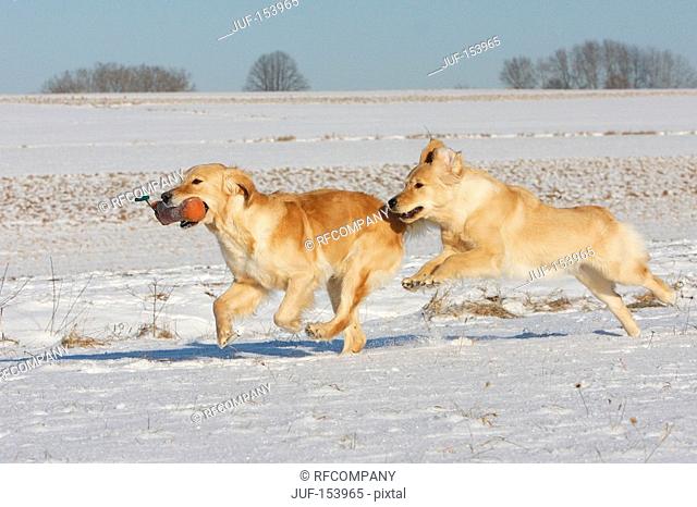 two Golden Retriever dogs in the snow