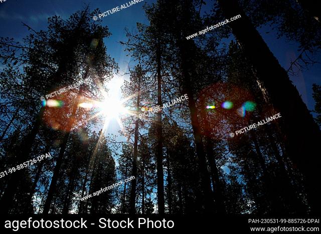 FILED - 08 June 2022, Sweden, Jukkasjärvi: In a patch of forest in northern Sweden, the midnight sun shines through the trees at night