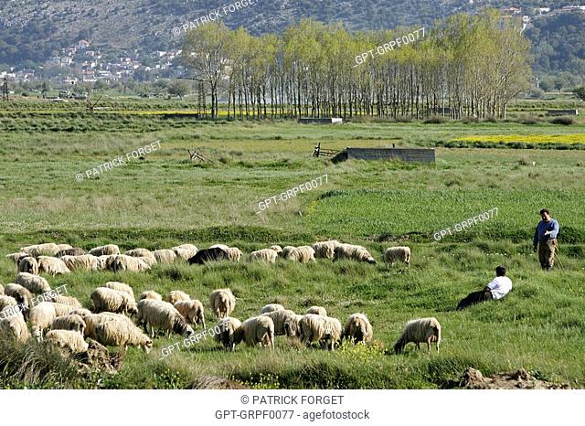 FARMER AND HIS SHEEP, LASSITHI PLATEAU, CRETE, GREECE