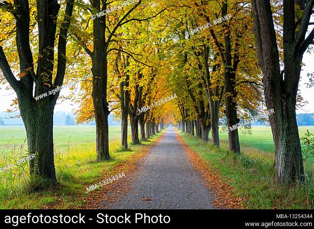 Kastanienallee, October, Hesse, Germany