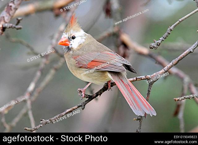 Leucistic Northern Cardinal