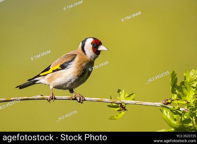A Goldfinch (Carduelis carduelis) in the Uk