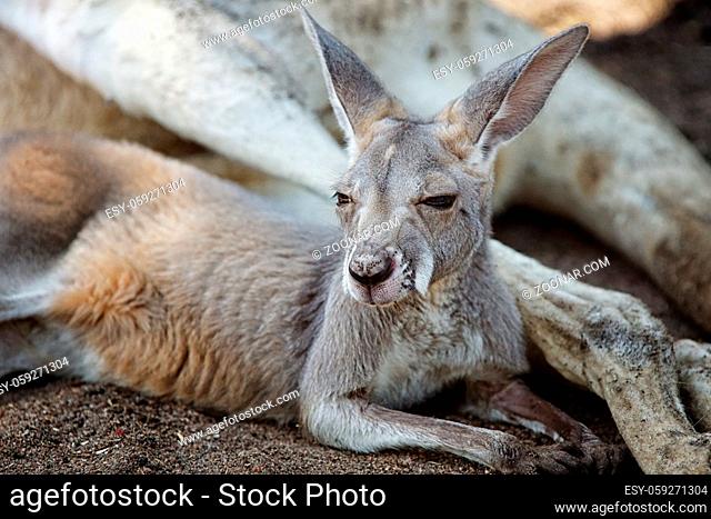 Red Kangaroo, Macropus rufus, photo was taken in Australia