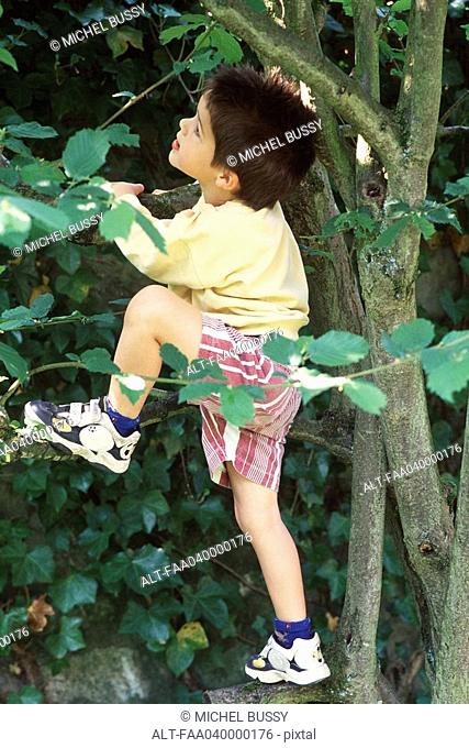 Little boy climbing tree