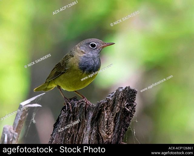Connecticut Warbler, Oporornis agilis perched in the forest at Anglin Lake, Saskatchewan