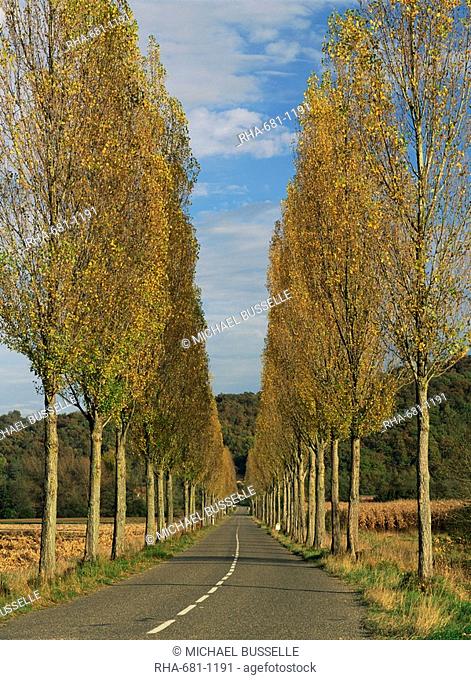 Poplars on both sides of an empty rural road near St. Mont, Les Landes, Aquitaine, France, Europe