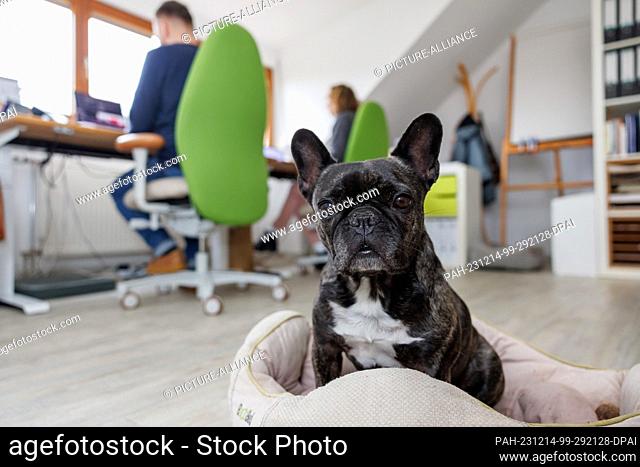 PRODUCTION - 23 November 2023, Bavaria, Nuremberg: The French bulldog Klärchen vom Münchhof sits in her basket next to the employees in the office of the...