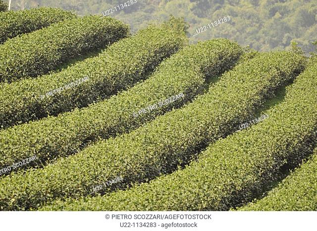 Mae Salong (Thailand): tea plantation