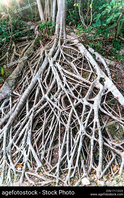 The close-up view of tree roots