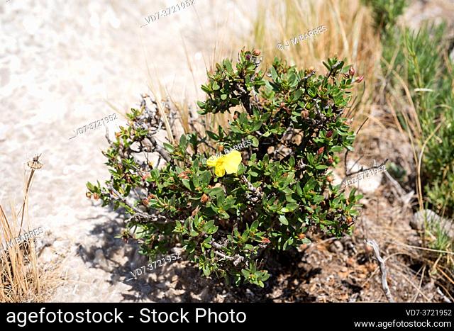 Jarilla de Sorbas, de Turre o de yesar (Helianthemum alypoides) is an endemic gypsophile shrub native to gypsum soils of Almeria province