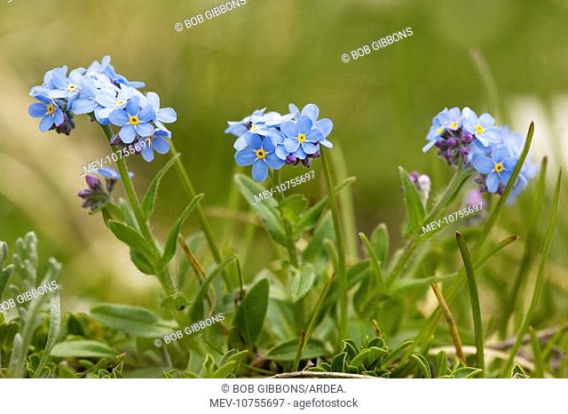 Alpine forget-me-not - in flower. Very rare in UK. (Myosotis alpestris)