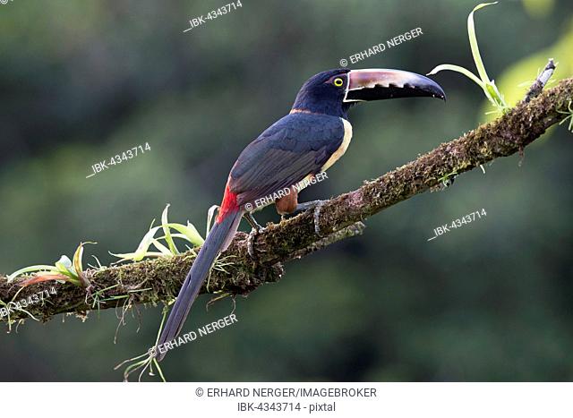 Collared Aracari (Pteroglossus torquatus) perched on a branch, Heredia Province, Costa Rica