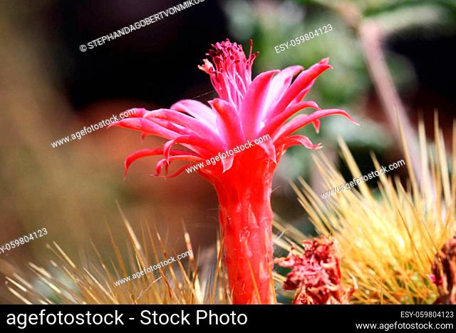cactus-cleistocactus-icosagonus