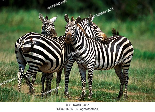 Grant's Zebra, equus burchelli boehmi, Pair Grooming, Kenya