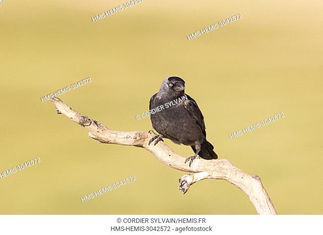 Spain, Catalonia, Western jackdaw (Corvus monedula), bird perched on a branch near the artificial cavity of a building entirely constructed for the nesting of...
