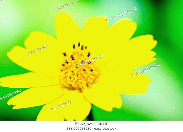 Melampodium divaricatum or Little yellow star