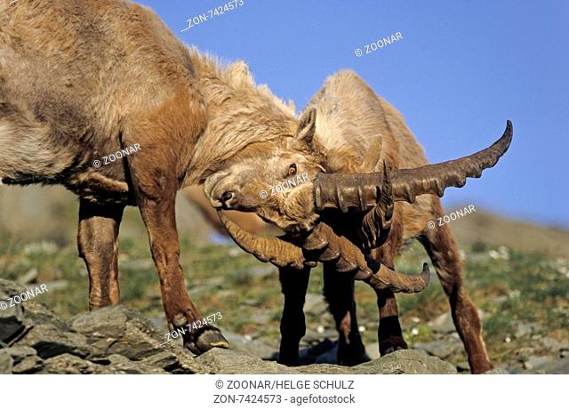 Alpine Ibex bucks fight playfully