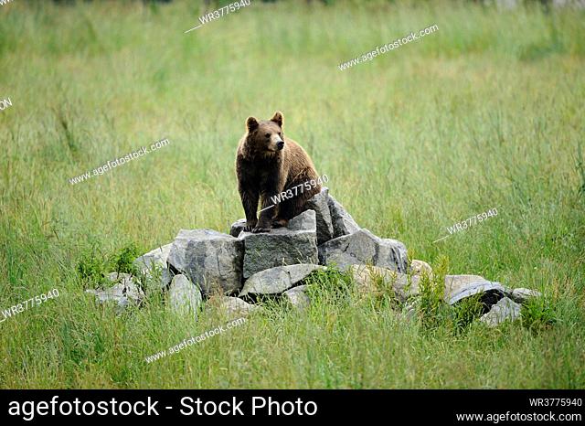 European brown bear, Ursus arctos, Bavarian Forest, Bavaria, Germany, Europe