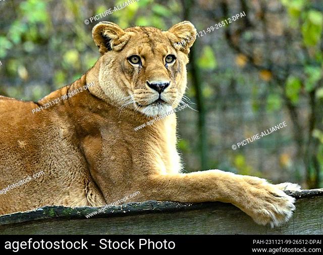 21 November 2023, Brandenburg, Eberswalde: A lioness lies in her enclosure at Eberswalde Zoo. After the sensational search for a supposed lioness in...