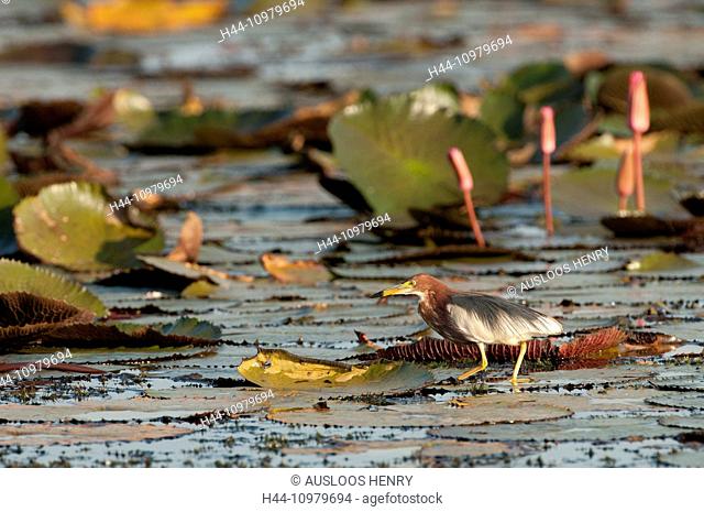 Chinese pond heron, heron, Thailand, bird, wader, ardeola bacchus