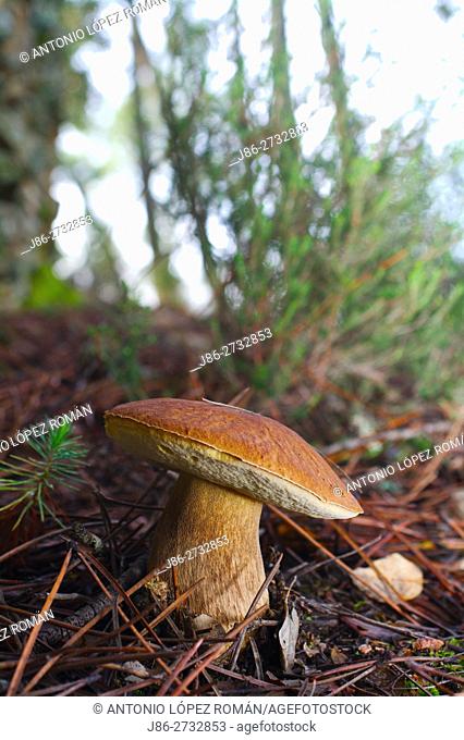 Eatable mushroom. Bolete