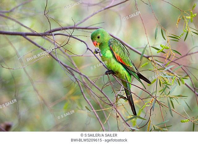 red-winged parrot Aprosmictus erythropterus, male feeding in a tree , Australia, Northern Territory