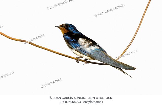 Hirundo rustica or Barn Swallow perched on a wire over white background, Badajoz, Spain
