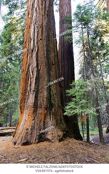 USA, California, Yosemite National Park, Mariposa Grove, Giant Sequoias