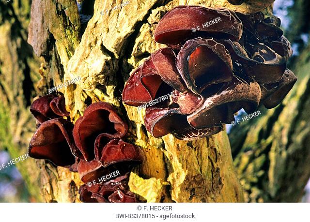 Jelly ear (Auricularia auricula-judae, Hirneola auricula-judae), fruiting bodies at an elderberry trunk, Germany