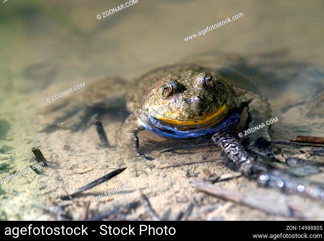 Gelbbauchunke (Bombina variegata), Haute-Savoie, Frankreich / Yellow-bellied toad (Bombina variegata), Haute-Savoie, France