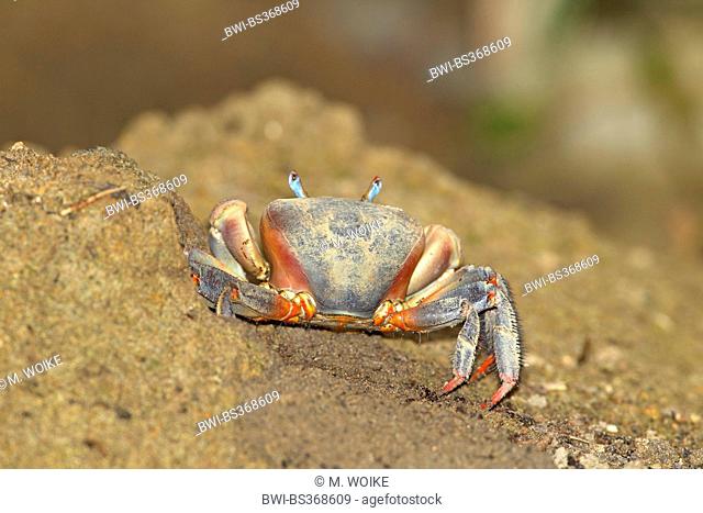 Red Claw Crab, Land crab (Cardisoma carnifex), in the mire, Seychelles, La Digue