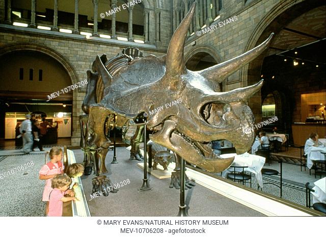 Visitors to the Natural History Museum, London studying a skeleton of Triceratops, a three horned dinosaur that lived around 65 million years ago