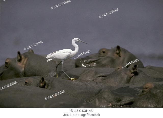 Hippopotamus , Hippopatamus amphibius , Chobe National Park ,  Botswana , Africa , Adults in water with Little Egret