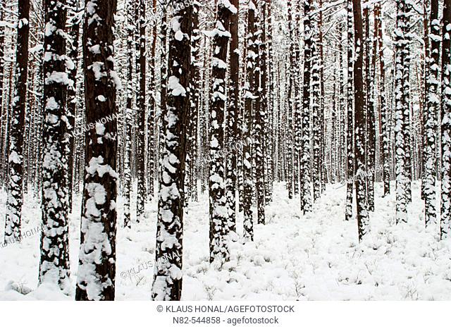 Winter forest after blizzard in Franconia - Bavaria / Germany