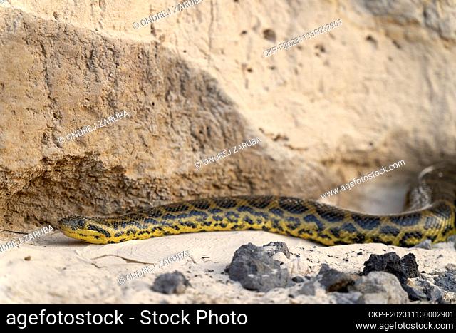 Yellow anaconda on a bank of river in Pantanal, Brazil, October 3, 2023. (CTK Photo/Ondrej Zaruba)