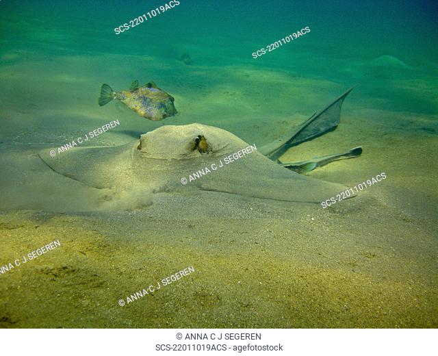 Feathertail stingray Pastinachus sephen feeding in the sand Na'ama Bay, Sharm El Sheikh, South Sinai, Red Sea, Egypt RR
